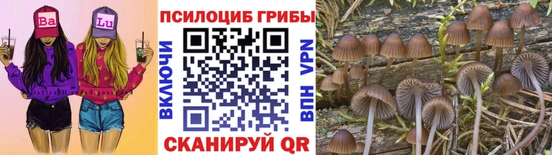 цены наркотик  Нижний Тагил  Псилоцибиновые грибы Psilocybe 